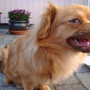 Blanding af racer King