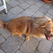 Blanding af racer King