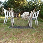 West highland white terrier Sascha