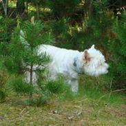 West highland white terrier Sascha