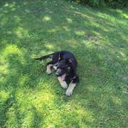 Schæferhund Freya