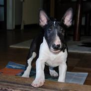 Bullterrier Chili