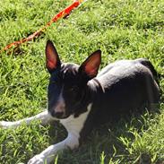 Bullterrier Chili