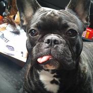 Fransk bulldog Cæsar