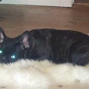 Fransk bulldog Cæsar