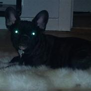 Fransk bulldog Cæsar