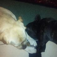 Fransk bulldog Cæsar