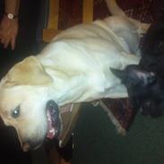 Fransk bulldog Cæsar