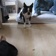 Boston terrier Cozak