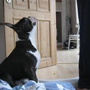 Boston terrier Cozak