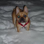 Fransk bulldog Kiwi