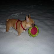 Fransk bulldog Kiwi