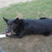 Blanding af racer tøzen