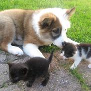 Islandsk fårehund Kinni