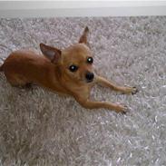 Chihuahua Chiki *<3 RIP baby <3*