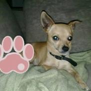 Chihuahua Chiki *<3 RIP baby <3*