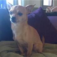 Chihuahua Chiki *<3 RIP baby <3*