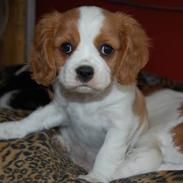 Cavalier king charles spaniel Freja