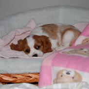 Cavalier king charles spaniel Freja