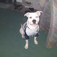 Amerikansk staffordshire terrier neo