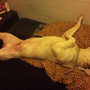 Amerikansk staffordshire terrier neo