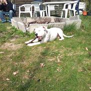 Amerikansk staffordshire terrier neo