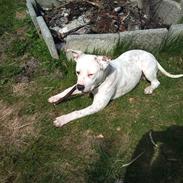 Amerikansk staffordshire terrier neo