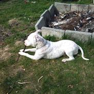 Amerikansk staffordshire terrier neo