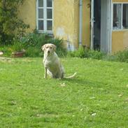 Labrador retriever Nala