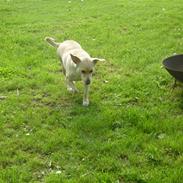 Labrador retriever Nala