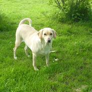 Labrador retriever Nala