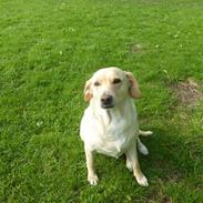Labrador retriever Nala
