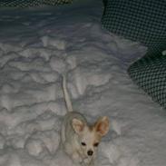 Chihuahua Snowy