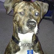 Amerikansk staffordshire terrier Brutus