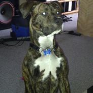 Amerikansk staffordshire terrier Brutus