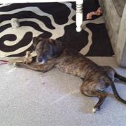 Amerikansk staffordshire terrier Brutus