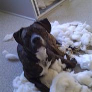 Amerikansk staffordshire terrier Brutus