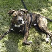 Amerikansk staffordshire terrier Brutus