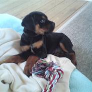 Blanding af racer Pelle