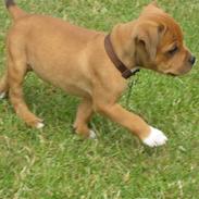 Staffordshire bull terrier Bailey