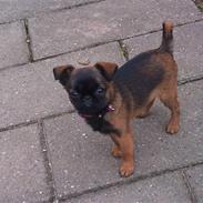 Griffon petit brabancon Mille