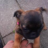 Griffon petit brabancon Mille