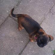 Griffon petit brabancon Mille