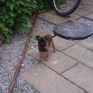 Griffon petit brabancon Mille