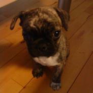 Fransk bulldog Gizmo