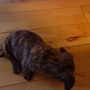 Fransk bulldog Gizmo