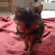 Yorkshire terrier Mickey