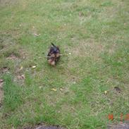Yorkshire terrier Mickey