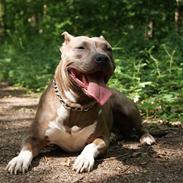 Amerikansk staffordshire terrier Aura <3