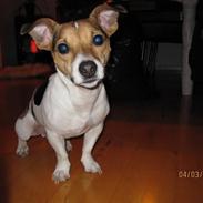 Jack russell terrier Snavsi